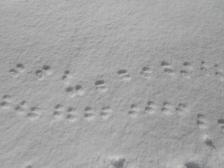 Wer ist hier den gelaufen?