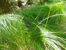 Das Gras ist sehr hoch