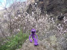 Mandelbl&uuml;ten &uuml;berall