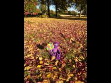 Na gut, ein Bild noch!