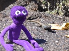 Pro-Tipp: Mit Bananen kann man Eidechsen anlocken!