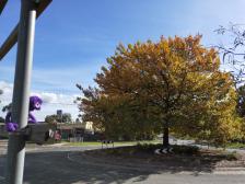 Knutine gefallen die goldenen Bl&auml;tter