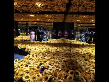 So viele Sonnenblumen