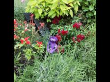 Dufte Blumen im Kr&auml;utergarten