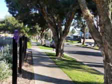 Die australische Elster forscht und dann ab zum Fr&uuml;hst&uuml;ck