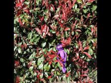 Die Glanzmispel der Sorte Rotkelchen, neue Bl&auml;tter wachsen rot und es w&auml;chst vom Busch bis zum Baum