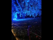 Bäume in allen Farben