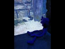 Ist das ein echter Seedrache?