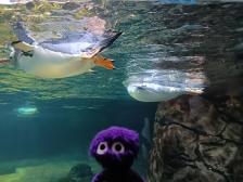 Die Pinguine sind natürlich perfekte Schwimmer