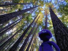 Die k&ouml;nnen bis zu 2000 Jahre alt & 115 Meter hoch werden wow!