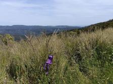 Nicht ganz das Weizenfeld von Gladiator, aber es hat definitiv daran erinnert 